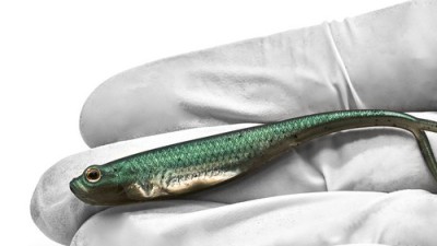 쉐드웜 2.9인치: 낚시 입문자도 겟! 꿀팁 대방출🎣